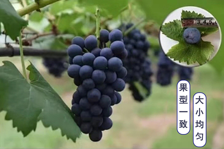 简介1.jpg