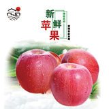 【新品苹果】鲁丽苹果 A果 4斤装  当天采摘 顺丰发货
