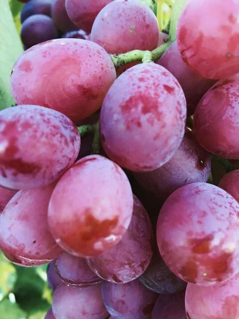 圣诞玫瑰葡萄又名"秋红",原产美国,果穗大,果皮初熟时鲜红色