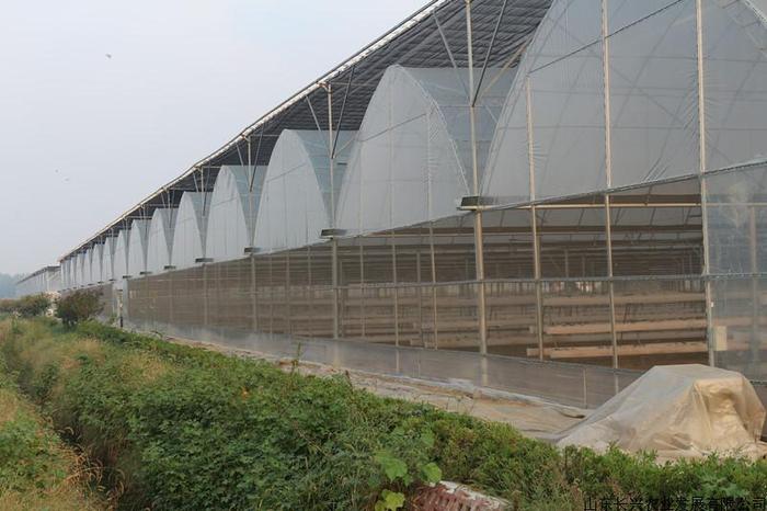 连栋日光温室